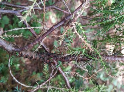 Hrdzavka hru&scaron;kov&aacute;