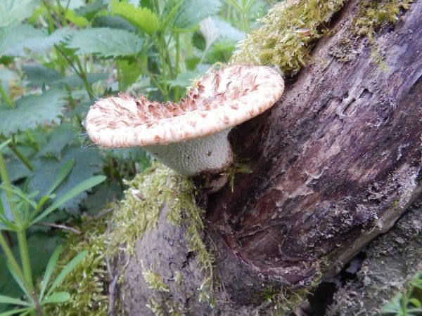 Dryad&rsquo;s saddle