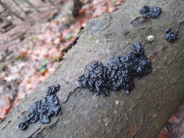 Witches&rsquo;s butter