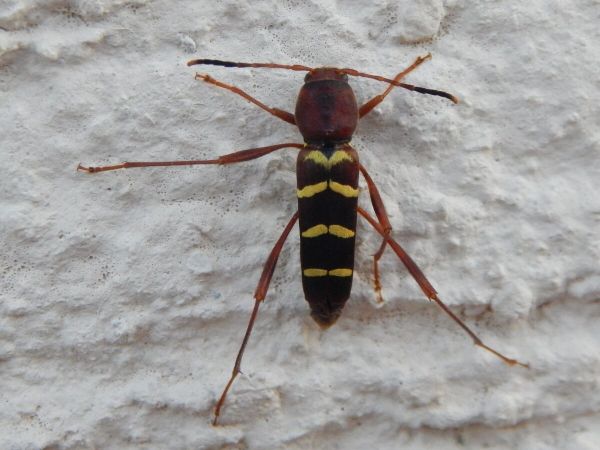 Redheaded ash borer 