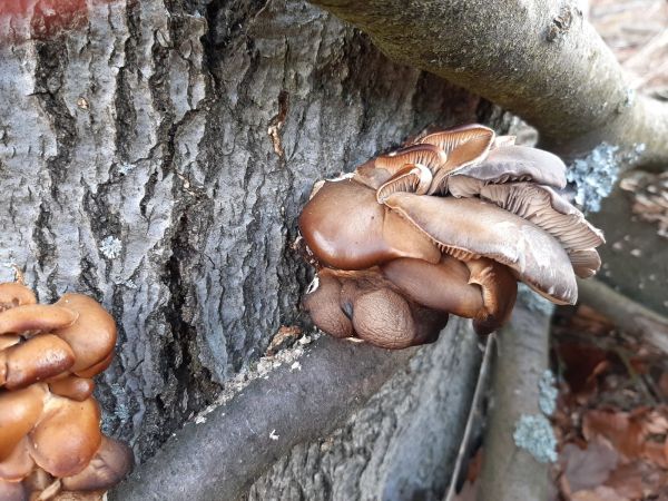 Oyster mushroom