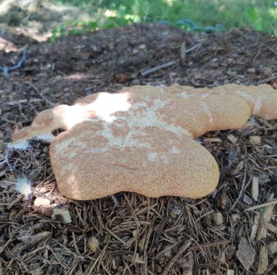 A - nie je v datab&aacute;ze