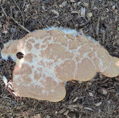 A - nie je v datab&aacute;ze