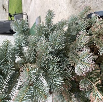 Rhizosphaera kalkhoffii 