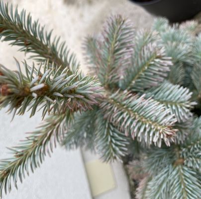 Rhizosphaera kalkhoffii 