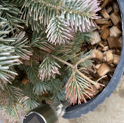 Rhizosphaera kalkhoffii 