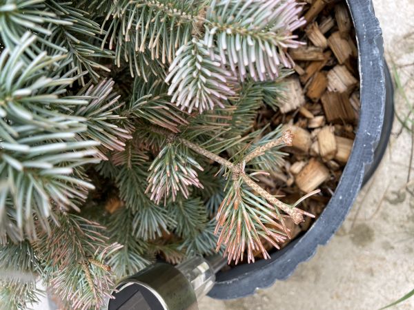 Rhizosphaera needle cast