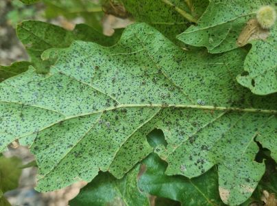 Sietnička dubov&aacute;