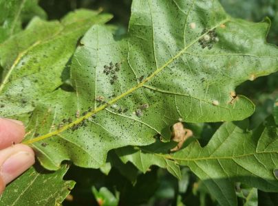 Sietnička dubov&aacute;