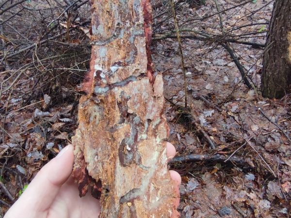 Larch longhorn beetle