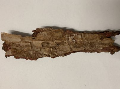 Fuz&aacute;č smrekovcov&yacute;