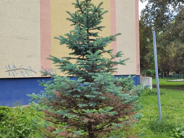 Orange spruce needleminer