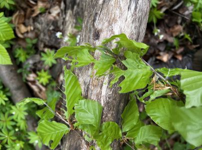 Piadivka zimn&aacute;
