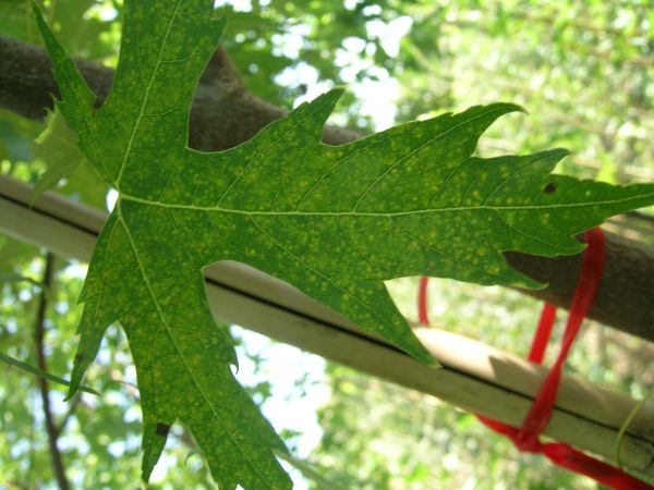 A - Ambiguously determined, we are not sure