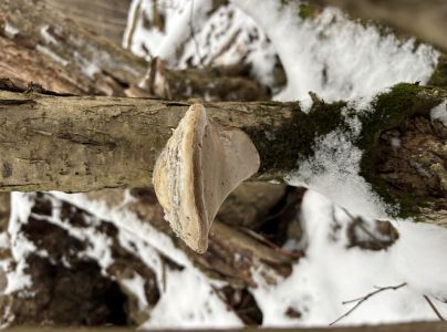 Pr&aacute;chnovec kopytovit&yacute;