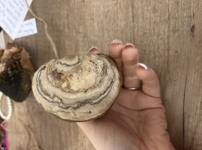 Pr&aacute;chnovec kopytovit&yacute;