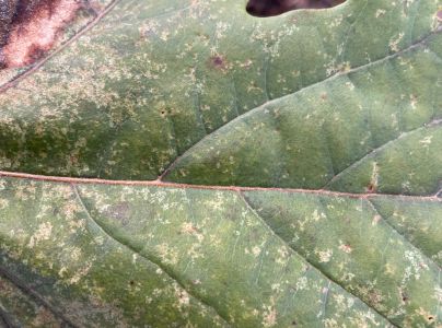 Sietnička platanov&aacute;