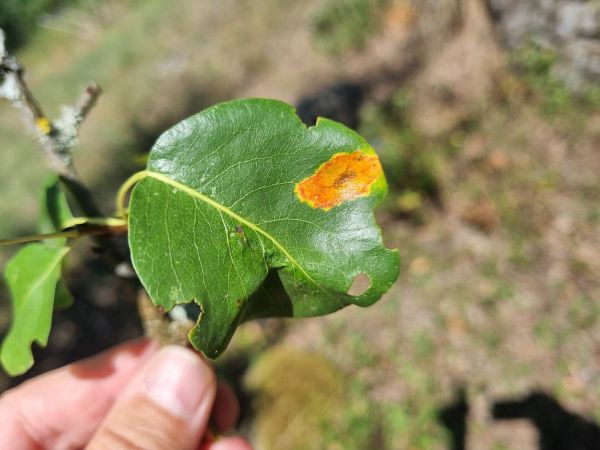 European pear rust