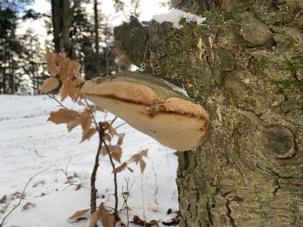 Hartig&acute;s white trunk rot