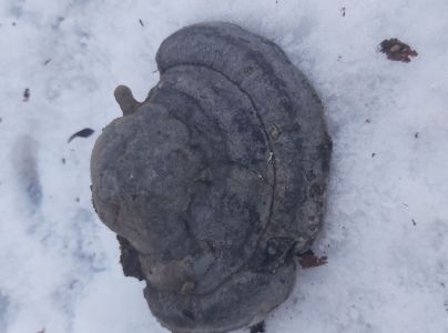 Pr&aacute;chnovec kopytovit&yacute;