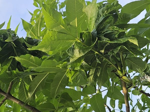 Aphid Prociphilus bumeliae 
