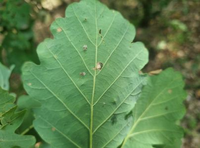 Sietnička dubov&aacute;