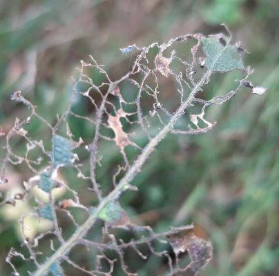 A - nie je v datab&aacute;ze