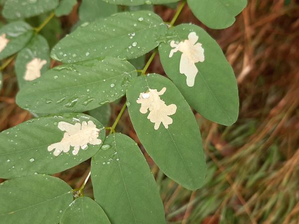 Locust digitate leaf miner