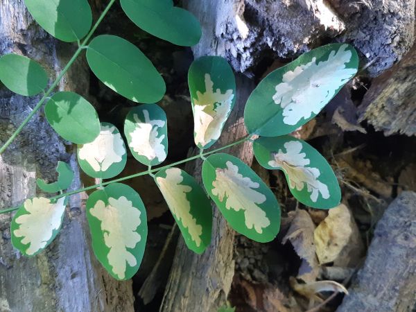 Locust digitate leaf miner