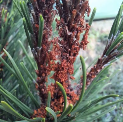 Acantholyda hieroglyphica 