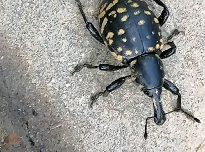 Tvrdoň dev&auml;ťsilov&yacute;