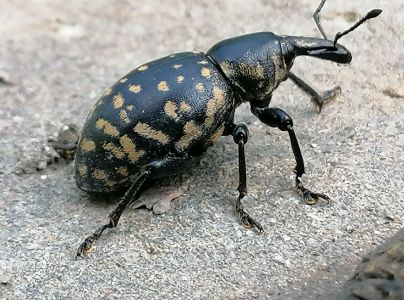 Tvrdoň dev&auml;ťsilov&yacute;