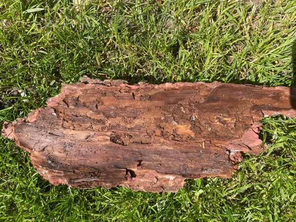 Larch longhorn beetle