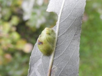 Piliarka Pontania vesicator