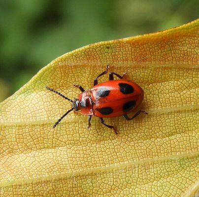 A - nie je v datab&aacute;ze