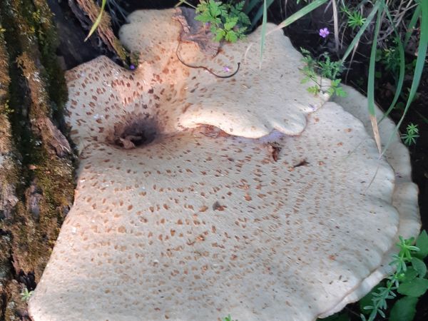 Dryad&rsquo;s saddle