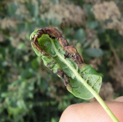 A - nejednoznačne určen&yacute;, nie sme si ist&iacute;