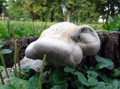 Ohňovec obyčajn&yacute;