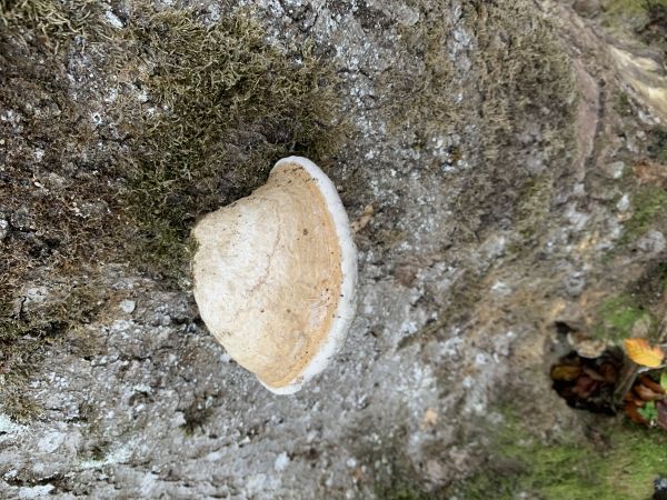 Tinder fungus