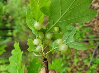 Hrčiarka Neuroterus quercusbaccarum