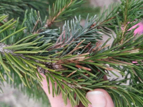 Rhizosphaera needle cast