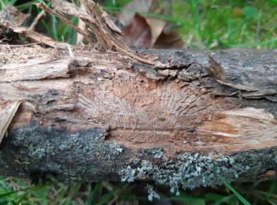 Podk&ocirc;rniky Scolytus na breste