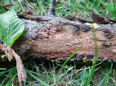 Podk&ocirc;rniky Scolytus na breste