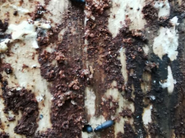 Black pine bark beetle