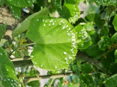 Roztoč Phytoptus tetratrichus