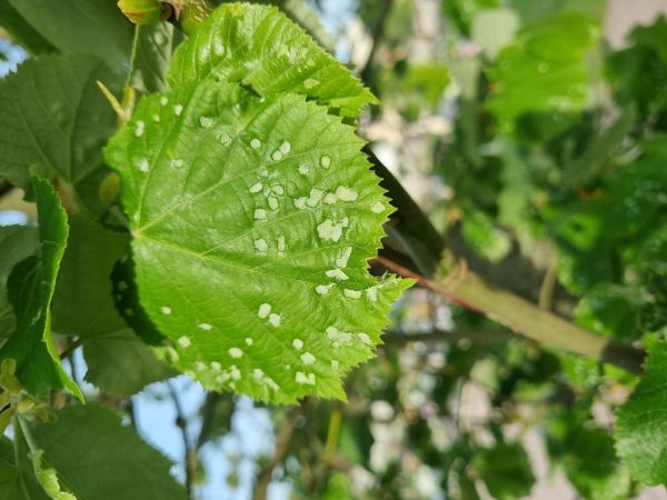 Gall mite Phytoptus tetratrichus