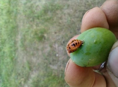 Lienka v&yacute;chodn&aacute;