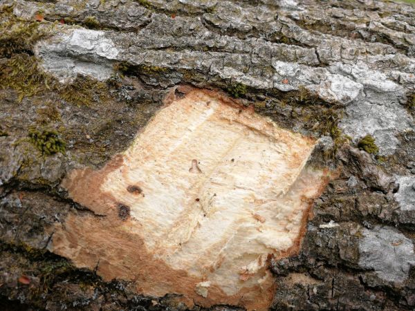 Ash bark beetle