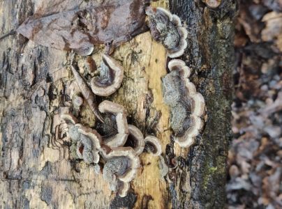 Uchovka p&aacute;sikav&aacute;