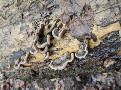 Uchovka p&aacute;sikav&aacute;